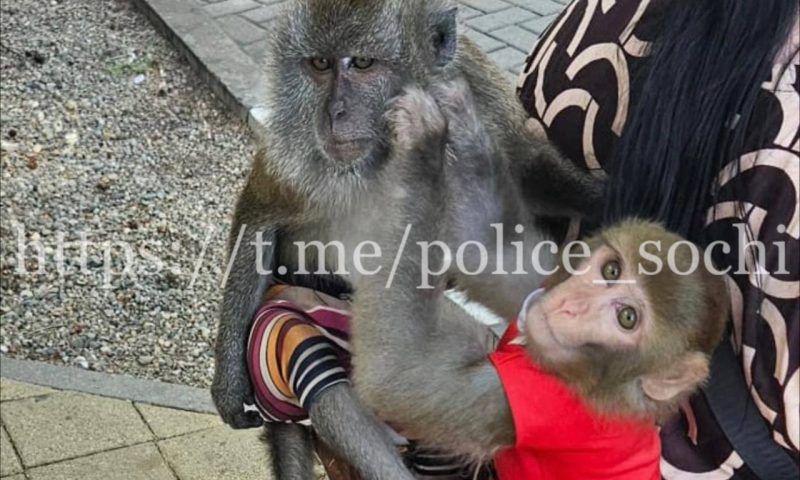 Уличный фотограф навязывала туристам съемку с обезьянами и попугаем в Сочи, ей грозит штраф