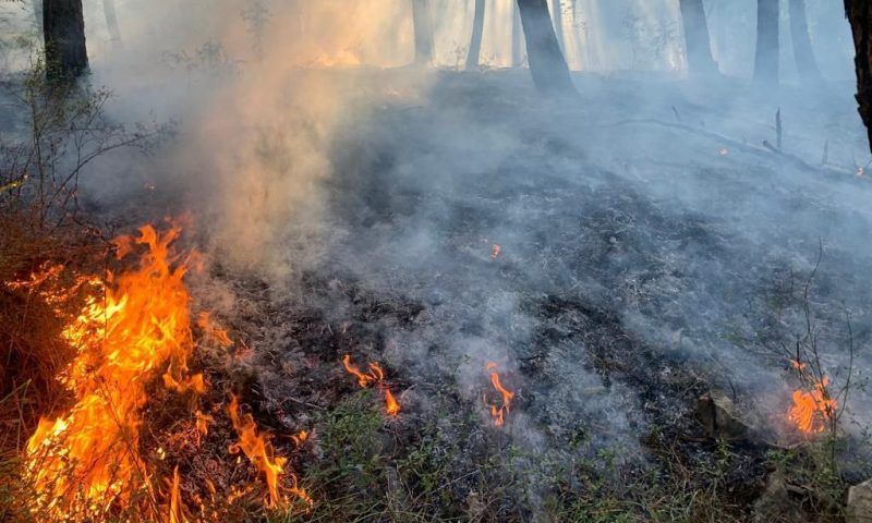 В Геленджике произошел лесной пожар площадью 400 кв. метров 