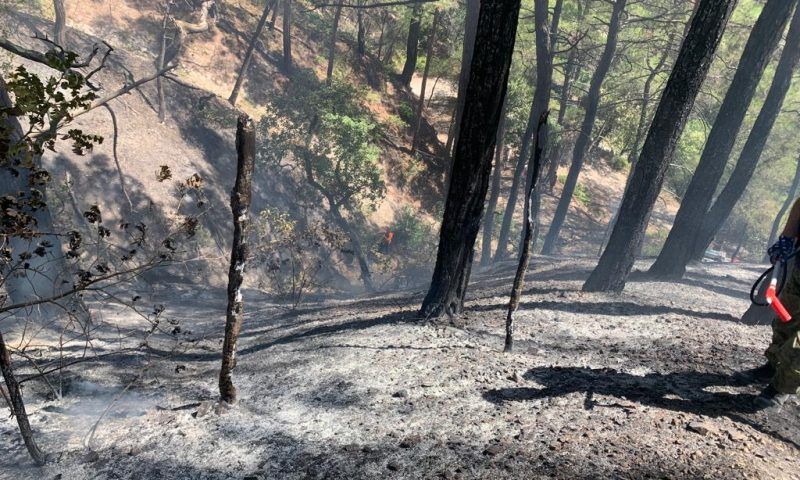 Лесной пожар в районе Джанхота в Геленджике потушили спустя почти 9 часов