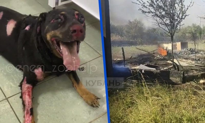 Собака получила сильные ожоги в сгоревшем при поджоге травы вольере под Краснодаром