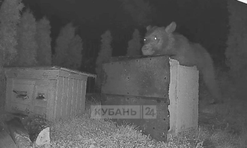 Медведь-сладкоежка в поисках меда ночью дважды разгромил пасеку в Красной Поляне
