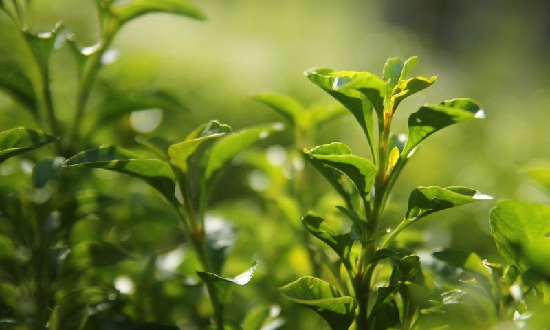 Пять самых популярных видов зеленого чая