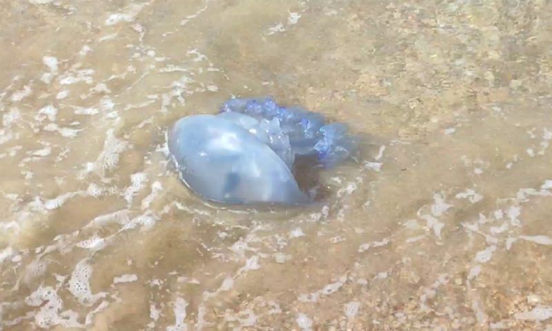 Нашествие медуз заметили у побережья Анапы