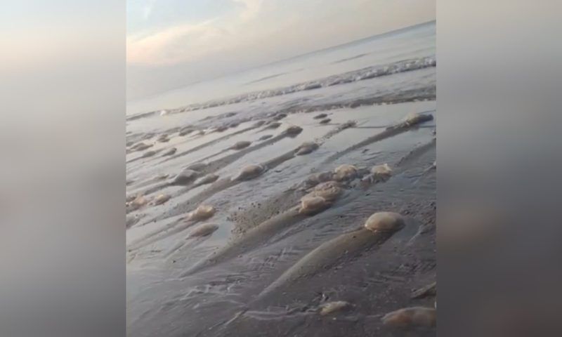 Нашествие медуз в Азовском море наблюдают курортники в Темрюкском районе