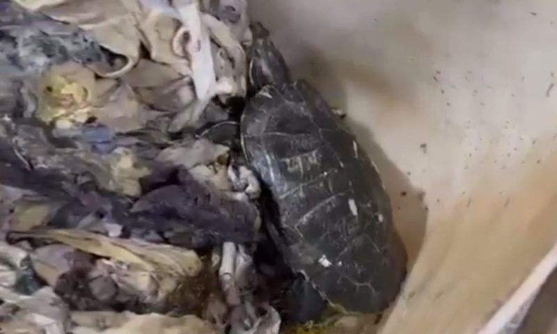 Найденную в канализации красноухую черепаху спасли сотрудники водоканала в Сочи