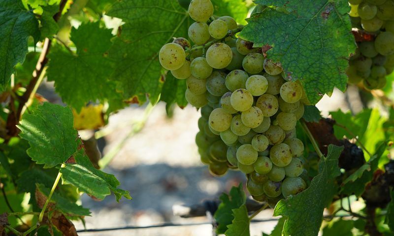 Виноградари соберут урожай почти с 900 га угодий в Крымском районе