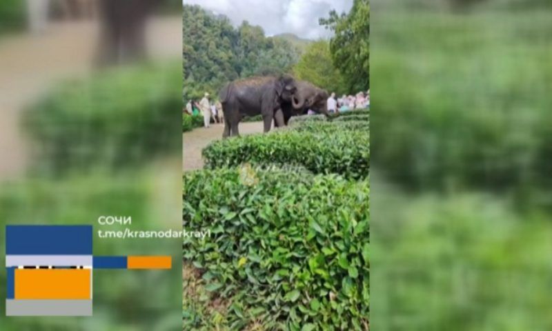 Пора на гастроли: цирковые слоны проводят последние дни отпуска в Сочи