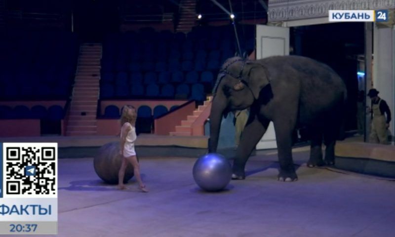 Слонихи Марго и Претти готовятся к премьере нового шоу в цирке Сочи