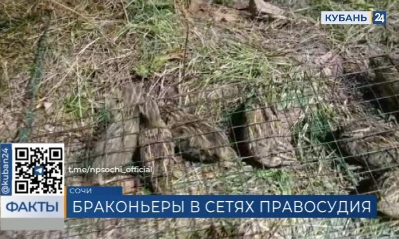 Ловивших перепелок браконьеров с тепловизорами задержали в Сочинском нацпарке