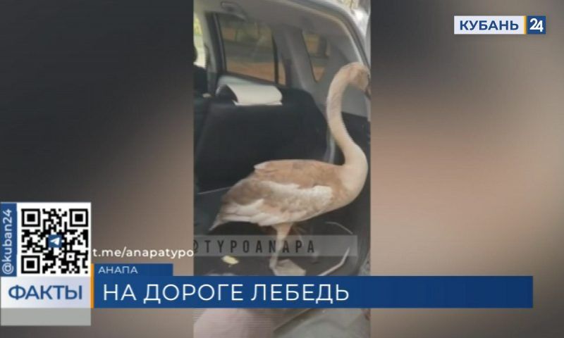 Переходящего оживленное шоссе молодого лебедя спасли в Анапе