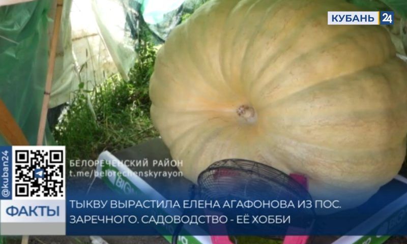Гигантскую тыкву весом в 450 кг вырастили в Белореченском районе