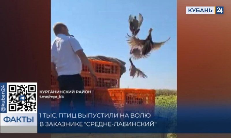 В естественную среду обитания выпустили 1 тыс. фазанов в Краснодарском крае