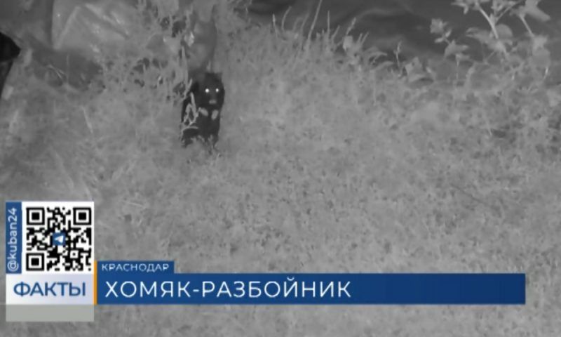 Дикого хомяка-«грабителя» поймали на улице Куликова поля в Краснодаре