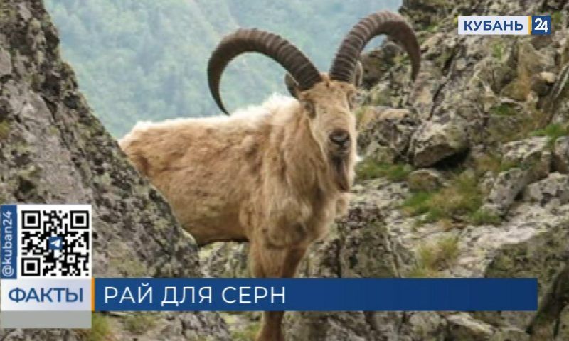 Более 130 серн обнаружили в горах Красной Поляны в Сочи