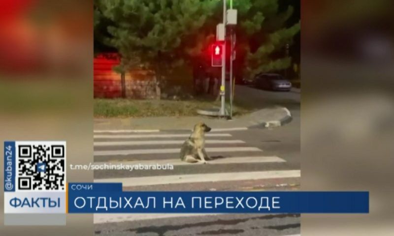 «Зависшую» посреди пешеходного перехода собаку сняли на камеру в Сочи
