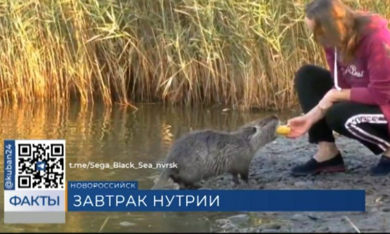 Нутрию покормили с рук на Суджукской косе в Новороссийске