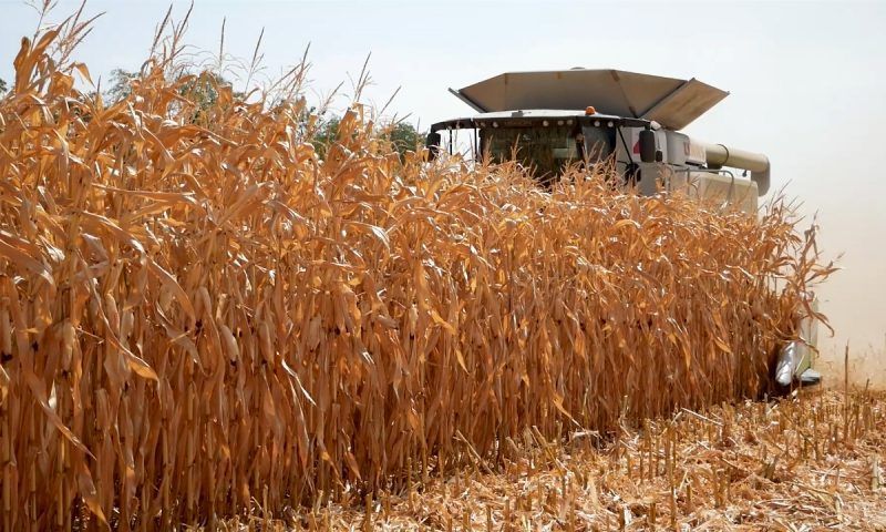 Уборку кукурузы в Краснодарском крае завершат в октябре