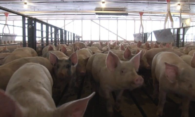 Партию свиней с вирусом АЧС арестовали в Адыгее
