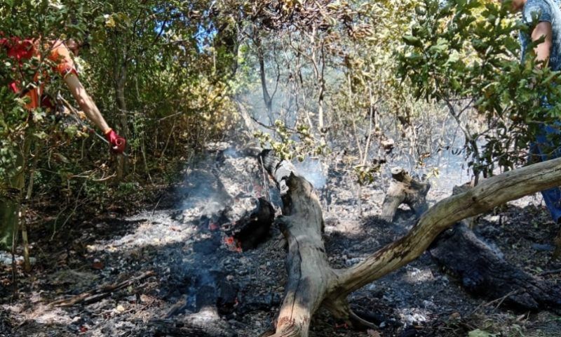 Лесной пожар под Туапсе ликвидировали