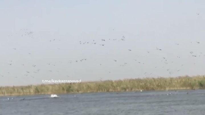 В Приморско-Ахтарском районе выпустили на волю 500 фазанов