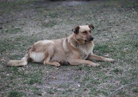 Плановый отлов собак пройдет в марте в шести районах Краснодара