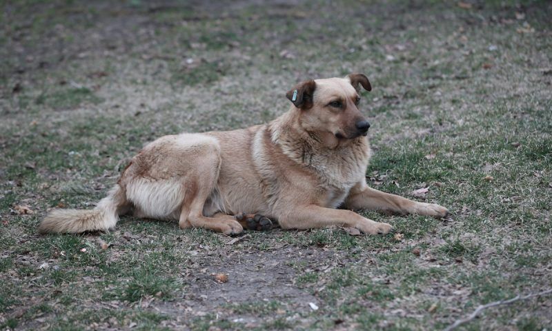 Жители Новознаменского в Краснодаре пожаловались на участившиеся нападения собак