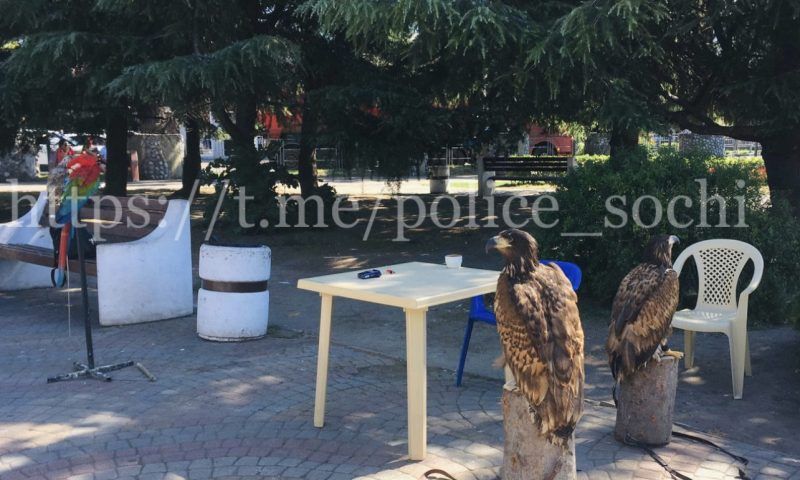В Сочи оштрафуют уличного фотографа-нелегала, у которого улетел орел
