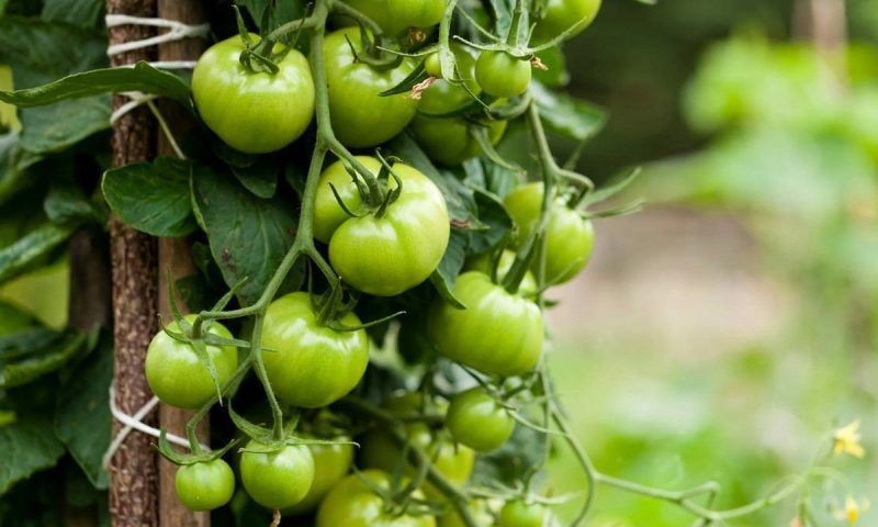 Наука о томатах: почему не стоит есть зеленые помидоры и как ускорить их созревание