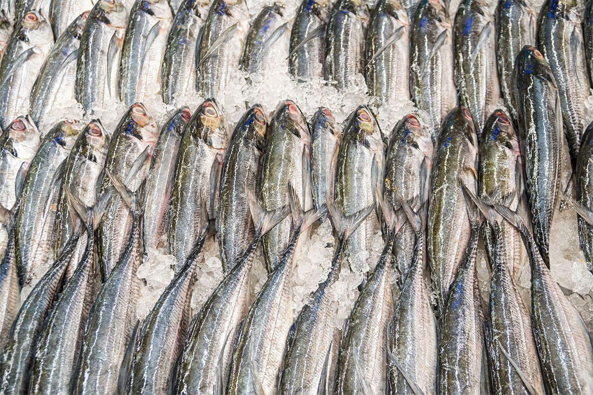 Горбуша против форели: зачем платить больше за свежемороженую рыбу?