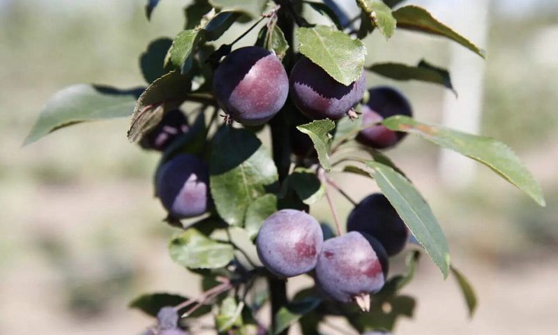 Кондратьев: Краснодарский край лидирует по урожаю фруктов и ягод