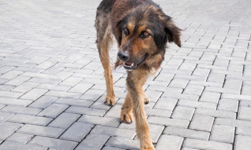 Бастрыкин поручил возбудить дело после нападения собак на ребенка в Краснодаре