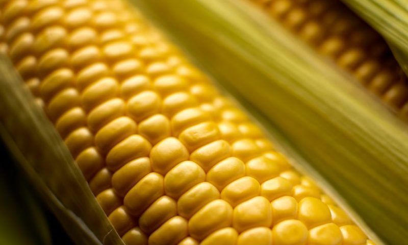 Как правильно варить кукурузу, чтобы она была сочной и мягкой