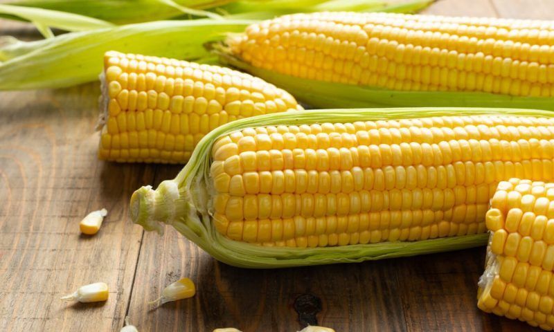 Краснодарский край в 2023 году в два раза увеличил экспорт кукурузы
