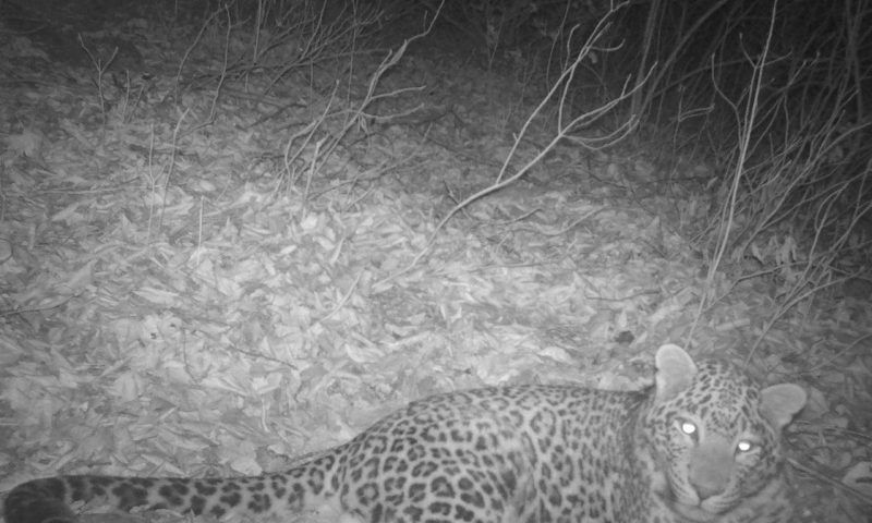 Браконьеры застрелили выращенного в Сочи леопарда Лео