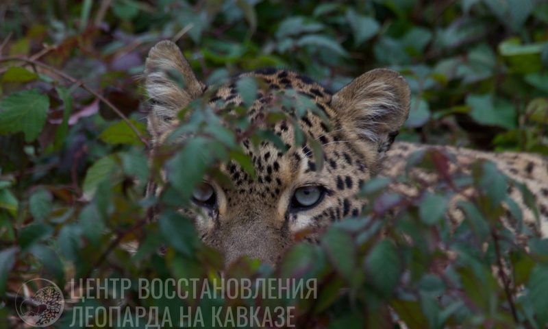 Ошейник выращенной в Сочи самки леопарда Ачипсе перестал передавать координаты