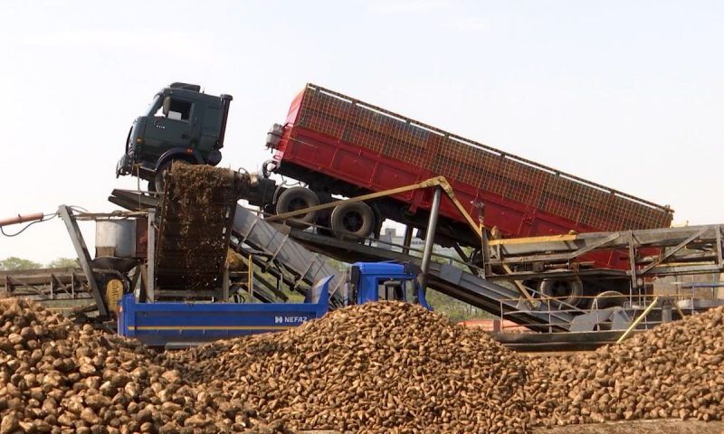 С полей Краснодарского края убрали более 5 млн тонн сахарной свеклы