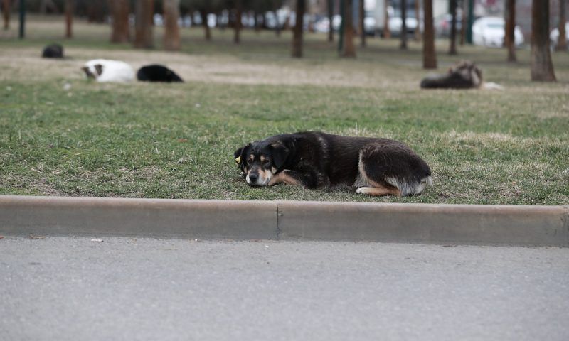 Приют для бездомных собак начали строить в поселке Березовом под Краснодаром