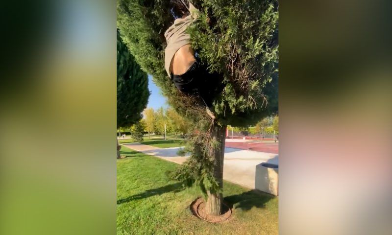 Сломавший дерево в парке «Краснодар» подросток объяснил причину поступка