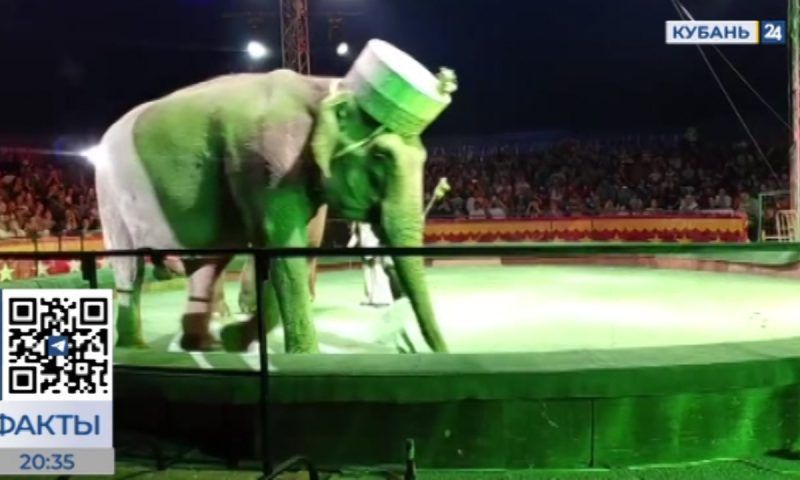 В Краснодаре впервые выступает цирк Демидовых с программой «Слоны и киски»