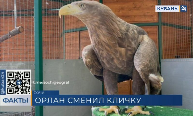 Спасенный из разорившегося сафари-парка в Сочи орлан Казбек оказался самкой