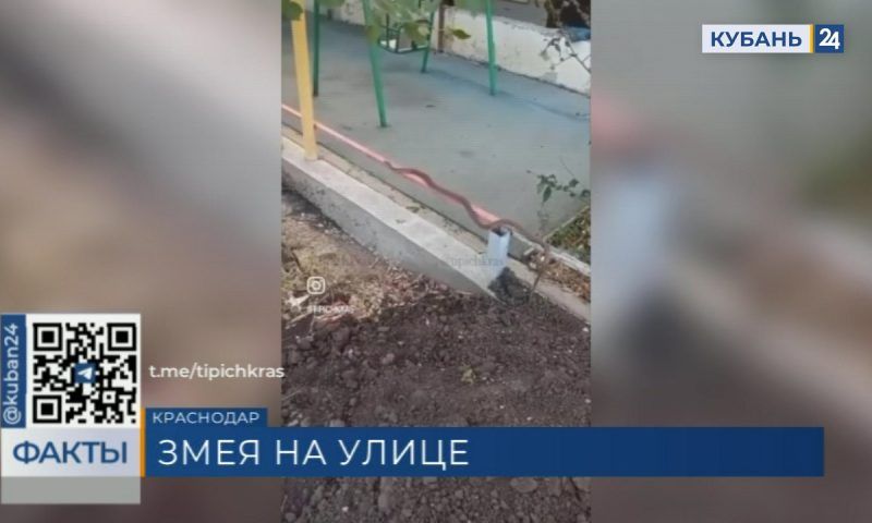 Крупную змею около детской площадки заметили жители Краснодара