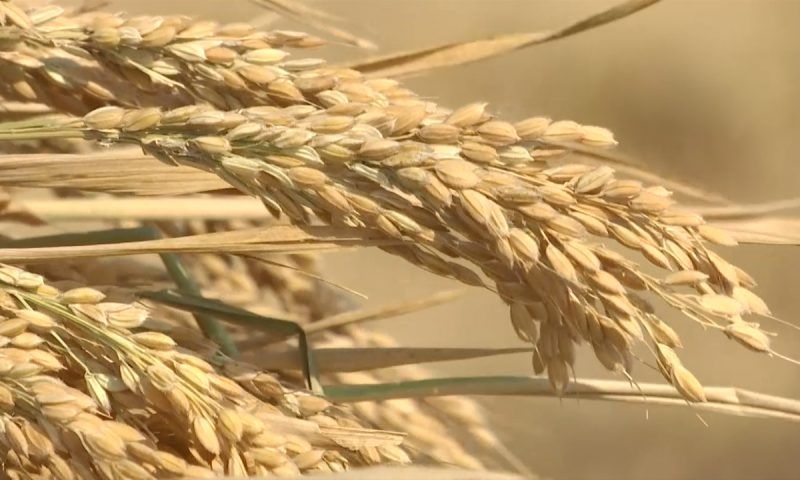 В Красноармейском районе обмолотили свыше 20 тыс. гектаров риса