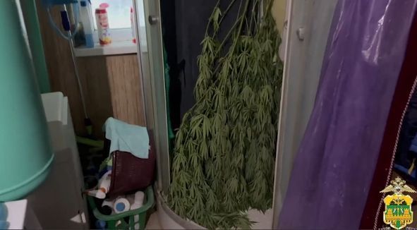 В Крымске будут судить мужчину, хранившего более 1 кг конопли в душевой кабине