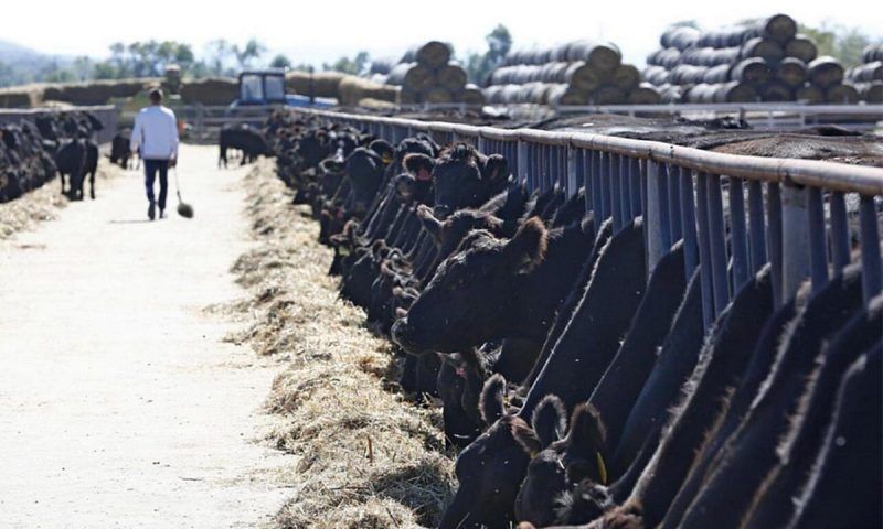 На гранты кубанским семейным животноводческим фермам выделили 140 млн рублей