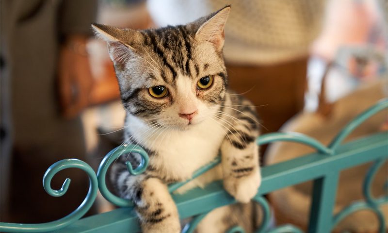 6 популярных мифов о кошках, в которые не стоит верить