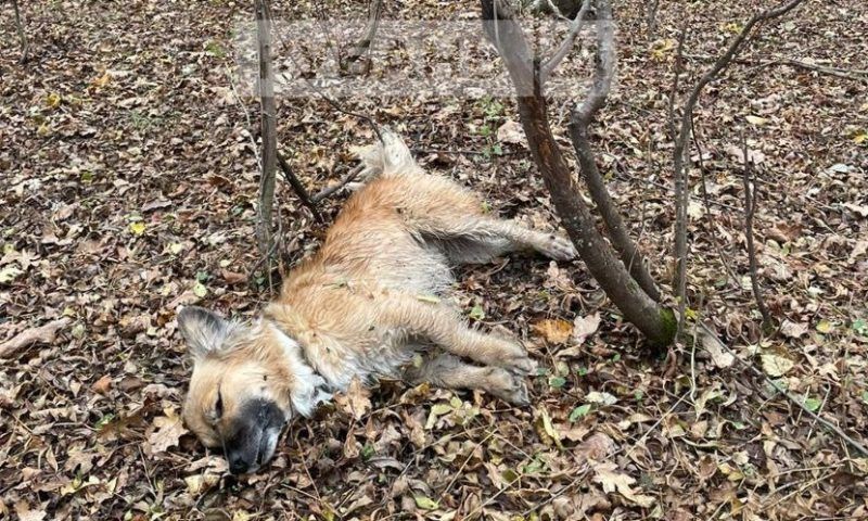 Неизвестный застрелил домашнюю собаку в лесу под Горячим Ключом