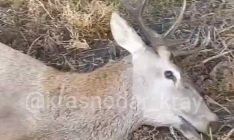 После убийства благородного оленя в Кореновском районе завели уголовное дело