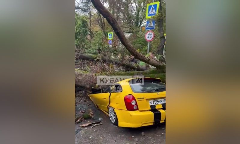 Рухнувшее дерево раздавило иномарку возле гимназии в Сочи