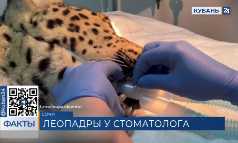 В Сочи кошки из Центра восстановления леопарда побывали на приеме у стоматолога