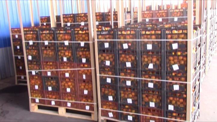 Первые 7 тонн цитрусовых ввезли в Краснодарский край из Абхазии